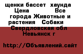 щенки бассет- хаунда › Цена ­ 20 000 - Все города Животные и растения » Собаки   . Свердловская обл.,Невьянск г.